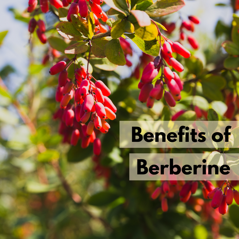 How Berberine Can Benefit You