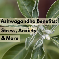 Ashwagandha Benefits: Stress, Anxiety and More